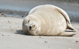 Xəzər sahilində daha 71 ölü suiti tapıldı