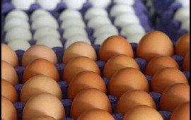 Tonlarla yumurta satışdan yığışdırılır  Alıcılara