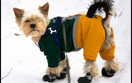 Qışda heyvanlara paltar geyindirmək lazımdır?  A&ccedil;ıqlama