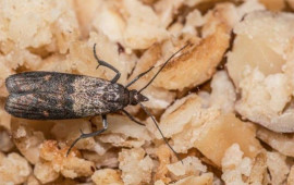 Paxlalıların qurdlamasını evdəki tək məhsulla &ouml;nləyin