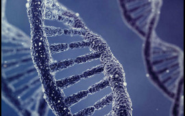 Genlərə müdaxilə: Cinsiyyətin dəyişdirilməsi