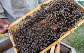 Azərbaycanda arı ailələri niyə məhv olur? 