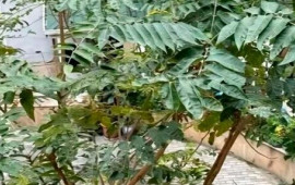 Bakıda geniş yayılan bu ağacın ziyanı faydasından çoxdur