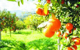 İrandan gələn portağallar rənglənir?  RƏSMİ