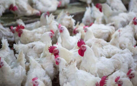 Toyuq əti bahalaşacaq? 