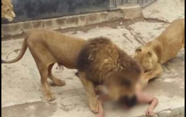 Hindistanda Asiya şirləri üç gündə iki uşaq yeyiblər