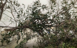 Güclü külək istirahət parkında ağacları aşırıb  FOTO