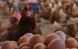 Toyuq ixracı dayandırıldı &ndash; Azərbaycanda qiymətlər DƏYİŞƏCƏK?