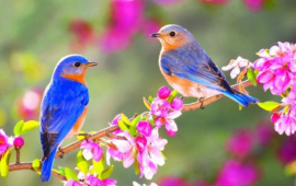 Yaz fəsli Azərbaycana bu tarixdə DAXİL OLACAQ