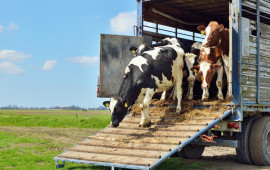 Gürcüstandan heyvan idxalına qoyulan məhdudiyyət aradan qaldırılıb