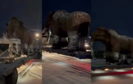 10 min il əvvəl yaşamış mamont peyda oldu  qonşu ölkədə 