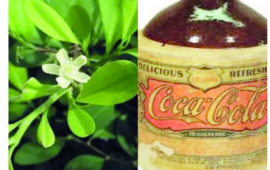 Koka ağacı və “CocaCola”