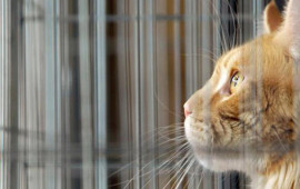 Qorxudan göz yaşlarına boğulan PİŞİK 