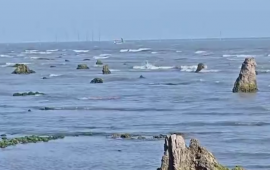 Azərbaycanda dəniz geri çəkildi, meşə zolağı ortaya çıxdı  FOTO
