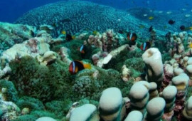 Dəniz altında d&uuml;nyanın ən b&ouml;y&uuml;k koloniyası tapıldı! 4 min kvadratmetr sahəni əhatə edir