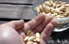 Bir il yarım davam edən öskürəyinin səbəbi balqabaq toxumu çıxdı