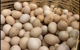 Kənd yumurtası kəskin BAHALAŞDI