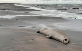 Xəzər sahilində yenidən ölü suitilər aşkar edildi
