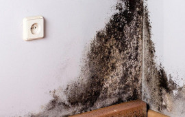 Divarlarımıza yapışan xəstəlik: Kif g&ouml;bələyindən necə qurtulmalı?