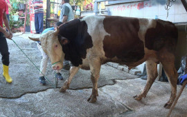 Türkiyədə 14 mindən çox insan qurban kəsərkən yaralandı