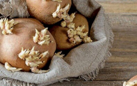 Kartof tez c&uuml;cərir?  Bu &uuml;sullarla aylarla təzə saxlayın