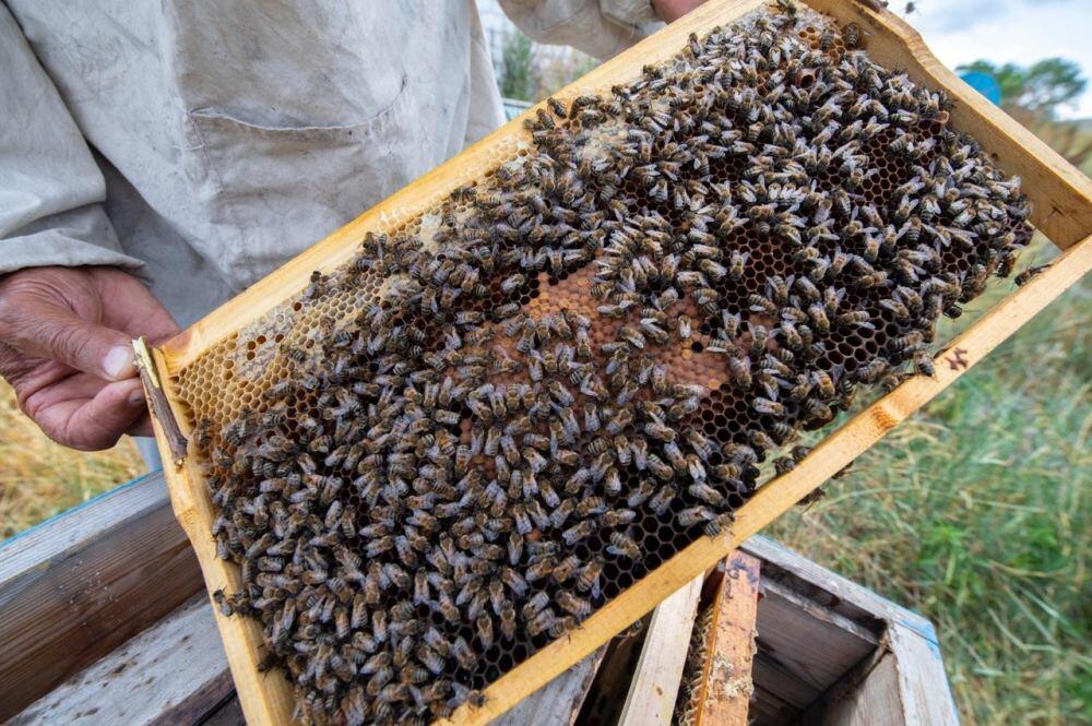 Azərbaycana təhl&uuml;kəli arılar gətirilib