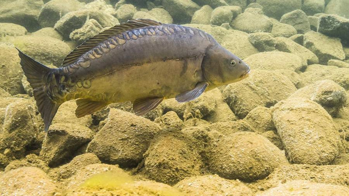 &Ccedil;inlilər balığın genini dəyişdirib s&uuml;m&uuml;ks&uuml;z etdilər