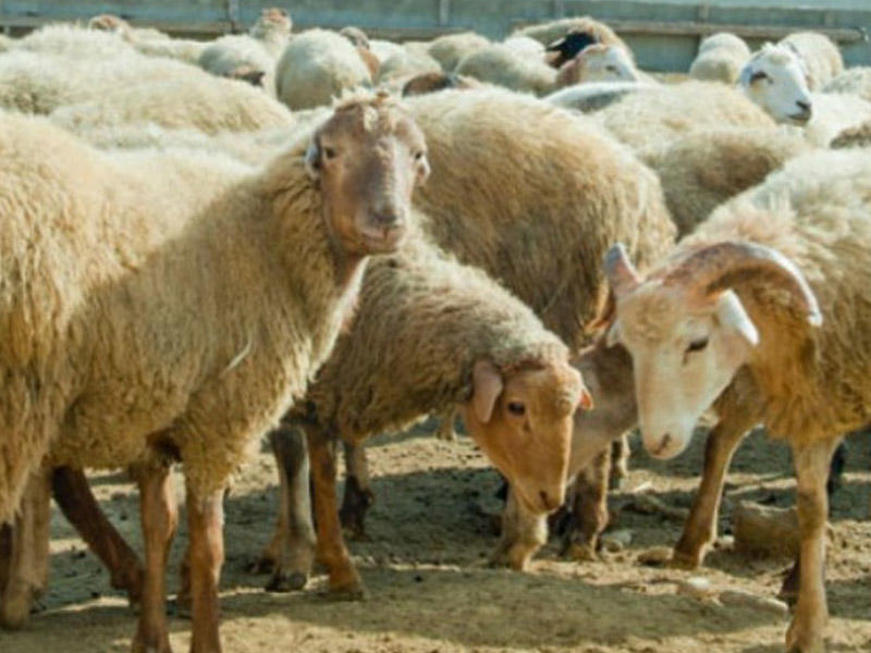 Somalidən gətirilən ət satış &uuml;&ccedil;&uuml;n deyilmiş &ndash; RƏSMİ