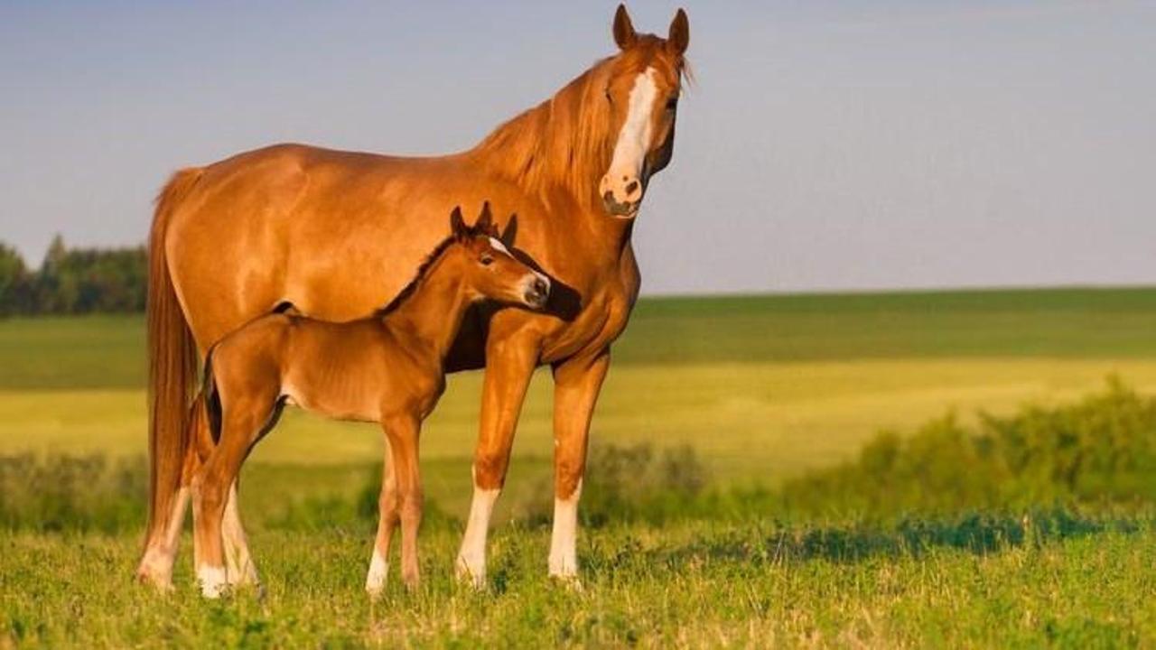 Azərbaycanda yalnız eşşəklər deyil, atlar da azalır  RƏQƏMLƏR