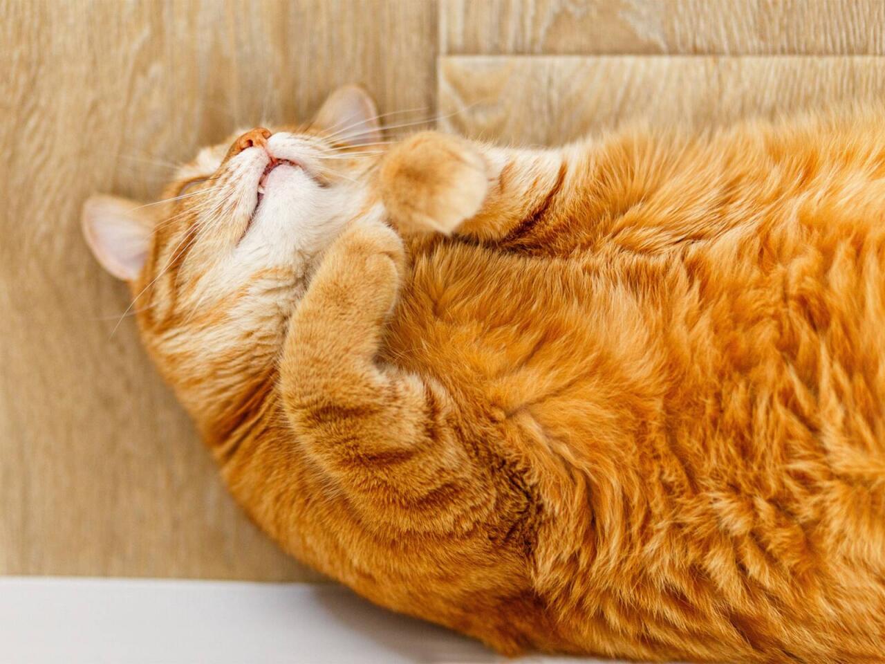 Pişiyiniz niyə k&ouml;lgəniz kimi hər yerdə arxanızca gəlir? 