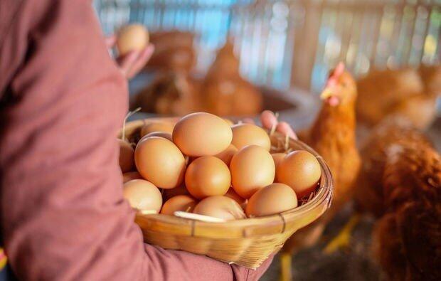 Birinci nə yaranıb  toyuq, yoxsa yumurta  ARAŞDIRMA