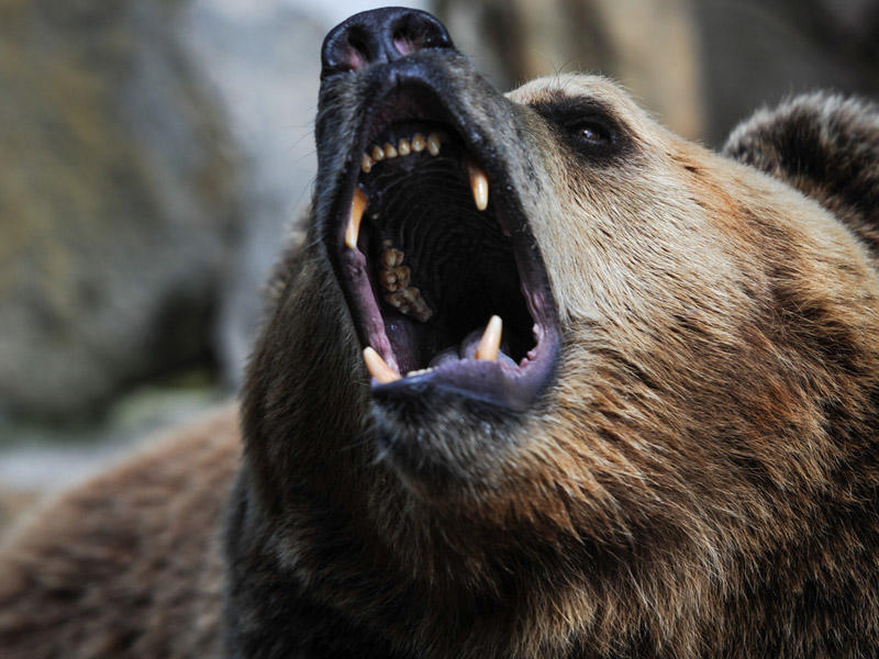 Qubada ayılar kəndin içində gəzirlər