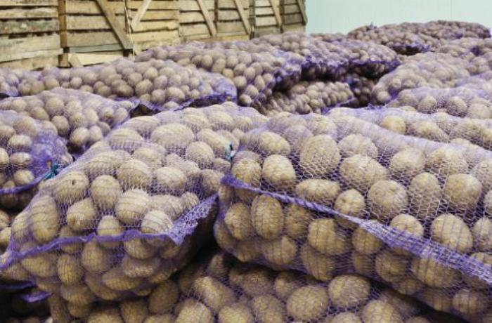 500 ton kartofun sahibi tapılmır  Gömrükdə çürüyür