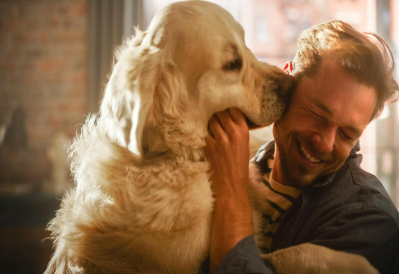 İt sahibi olmaq sağlamlığa faydalıdır