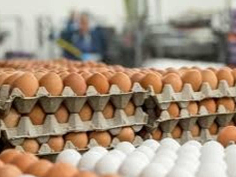 Makretlərdə köhnə yumurta satılır  Necə ayırd edək? 
