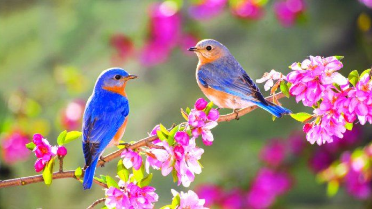 Yaz fəsli Azərbaycana bu tarixdə DAXİL OLACAQ