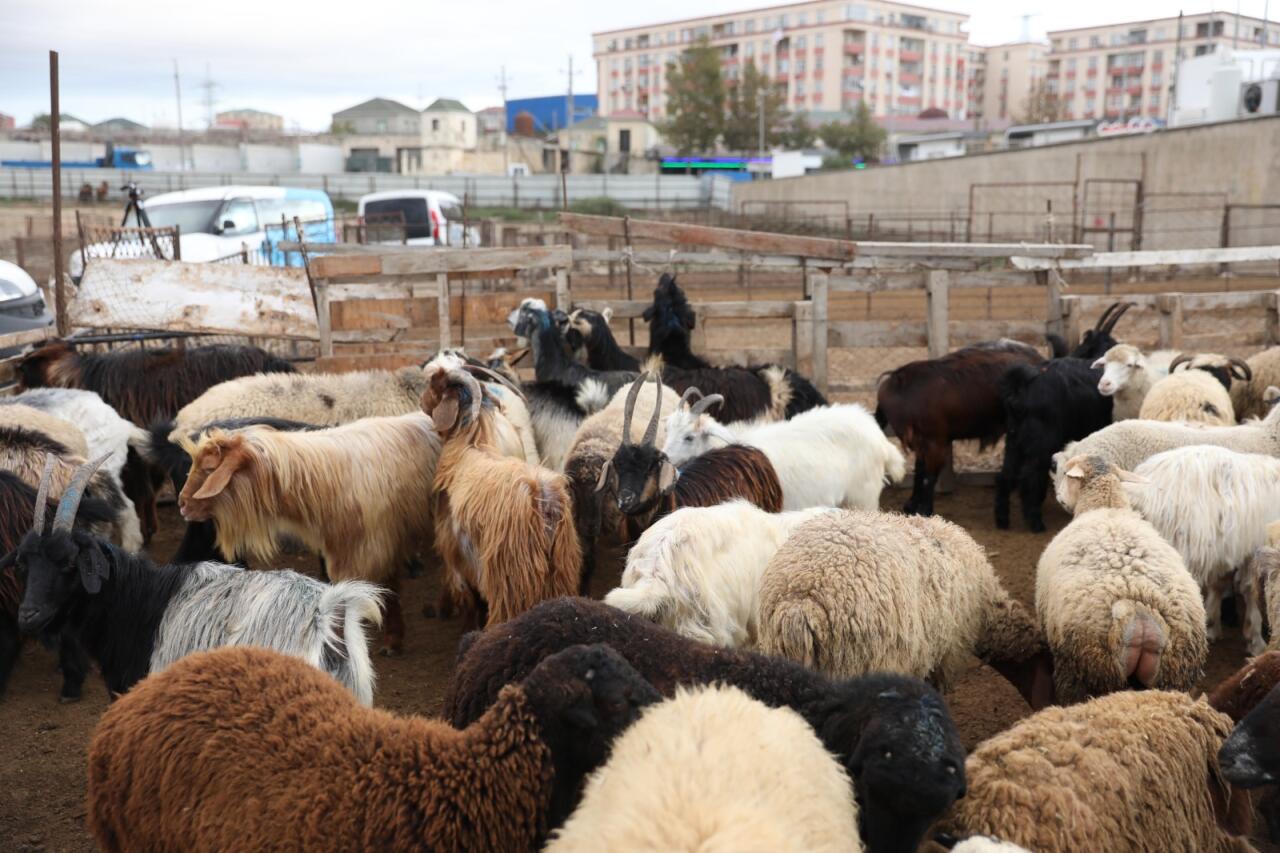 Salyan və G&ouml;yg&ouml;l heyvan bazarları fəaliyyətə başladı 