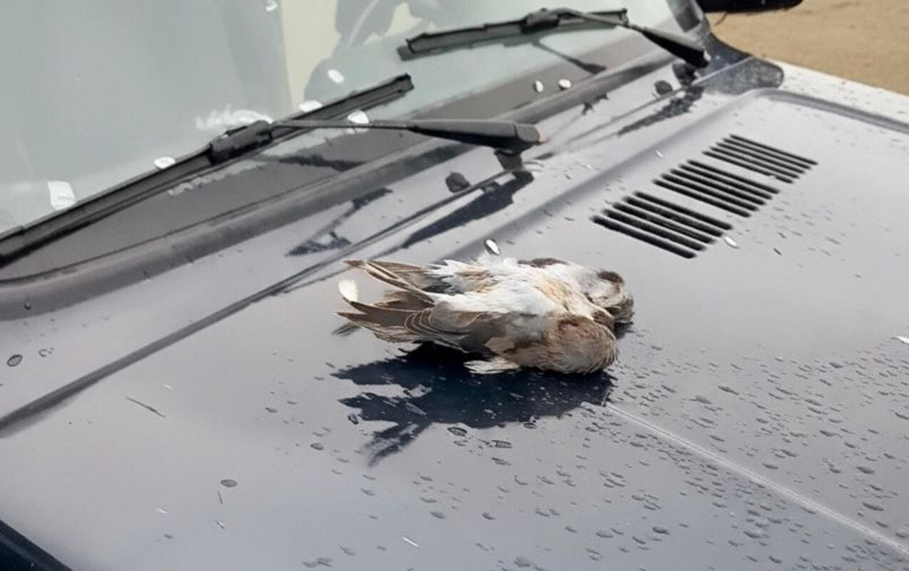 Şahin quşunu qanunsuz ovlayanlar 4 min manat cərimələndi 