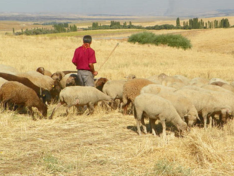 Çoban malqara otararkən ÖLDÜ