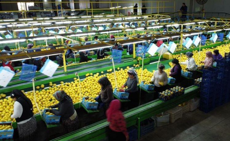 Türkiyə limon ixracatını dayandırır  Bu səbəbdən