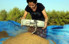 İnək südündən 10 dəfə daha faydalı: sümükləriniz "beton" kimi olacaq 