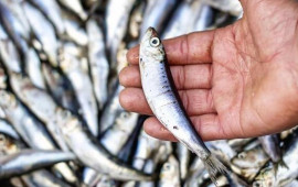 Bu balıq qan şəkərinin stabilləşdirilməsində ən