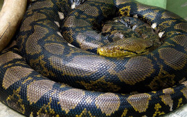 5 metrlik ilan şəhər mərkəzində PEYDA OLDU 