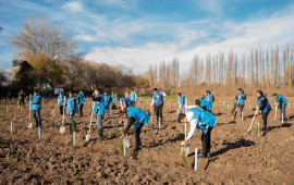 IDEA Sabirabad və Cəlilabad rayonlarında k&uuml;tləvi ağacəkmə aksiyaları təşkil edib 