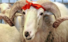 Qurban bayramı ərəfəsində ətin qiyməti neçəyədir?