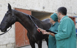 Azərbaycan atları Afrika xəstəliyindən azaddır &ndash; RƏSMİ