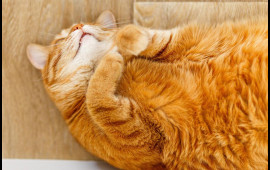 Pişiyiniz niyə k&ouml;lgəniz kimi hər yerdə arxanızca gəlir? 