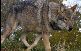 Ucarda canavarlar kəndə hücum etdi