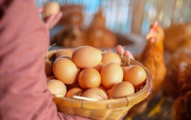 Birinci nə yaranıb  toyuq, yoxsa yumurta  ARAŞDIRMA