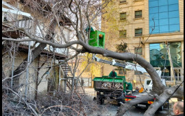 Bakıda güclü külək 12 ağacı AŞIRDI 